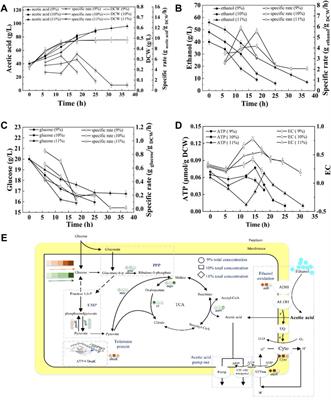 Improving the Acetic Acid Fermentation of Acetobacter pasteurianus by Enhancing the Energy Metabolism